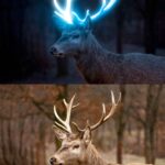 افکت شب و ورانی کردن شاخ و گوزن